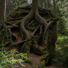 Mossy tree roots wrapping around a large boulder in a forest © Piotr