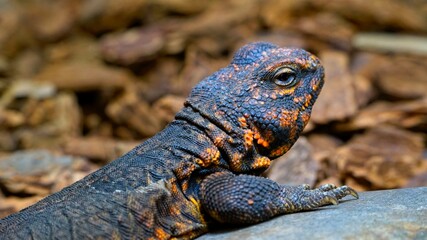 Close-up macro portrait of a colorful Uromastyx spiny-tailed lizard with textured black and orange scales. © César