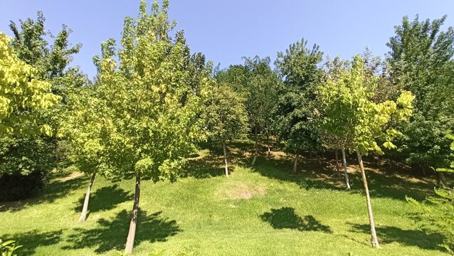 A lush green public park hillside featuring Box Elder trees (Acer negundo) with vibrant foliage under a clear bright blue sky on a warm sunny summer day.