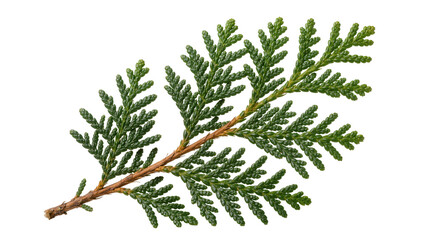 Fototapeta premium Green cedar branch with brown stem, isolated on transparent background