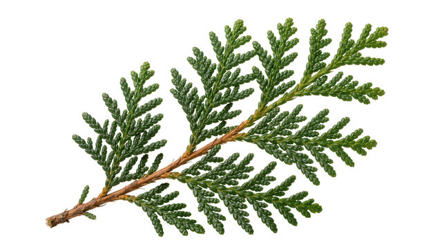 Green cedar branch with brown stem, isolated on transparent background