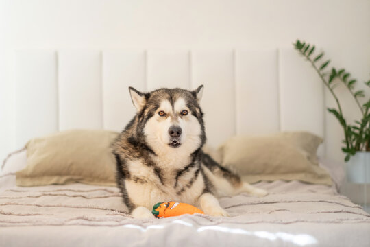 Malamute looks straight into camera lying on owner bed, malamute claiming softest place at home, quiet corner of shared home. Wide shot. Concept of large dog resting on bed at home