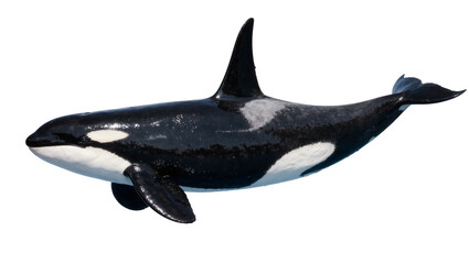 Orca whale with black and white markings, isolated on transparent background © Mira