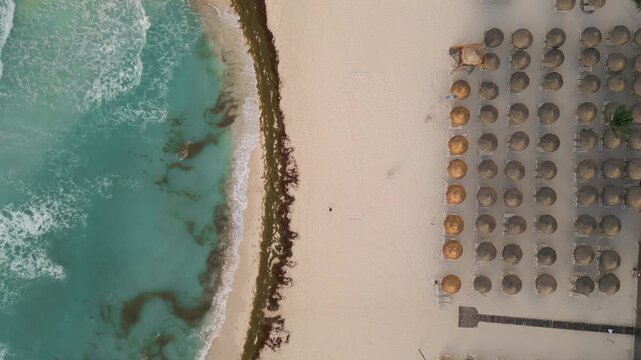 Aerial descent over palapa umbrellas beside a seaweed streaked coastline