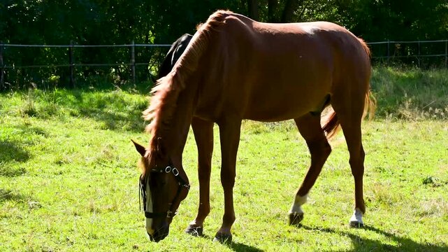 Brown horse wearing fly mask flicking tail and shaking head to repel annoying flies on a warm sunny autumn day in pasture. Slow motion 4K footage of equine pest defense