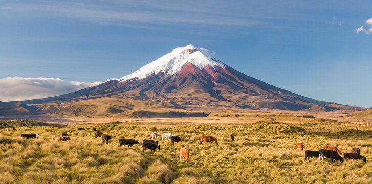 VOLCAN NEVADO COTOPAXI Y CABALLOS SALVAJES