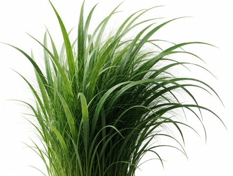 Lush green grass clump on clean white background. Tall slender blades sway gently creating organic texture. Natural plant element for eco designs or health topics.