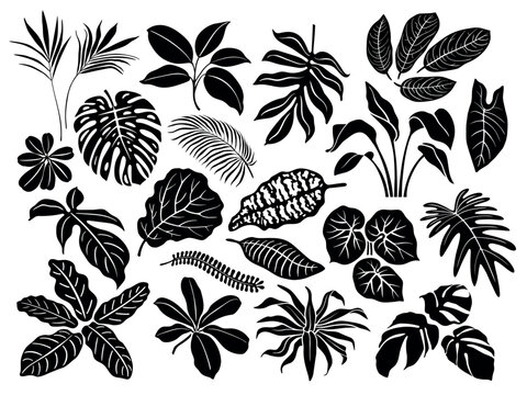 Set of floral elements and silhouettes of tropical leaves, ornamental patterns for using in invitation cards, ornaments, wedding invitations, etc. Handmade drawing vector illustration.