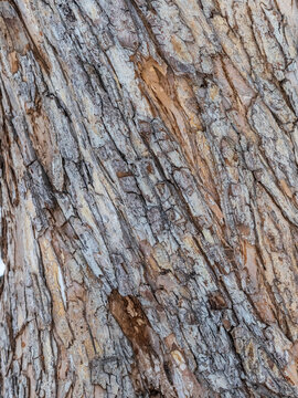 The texture of the bark of an old apple tree