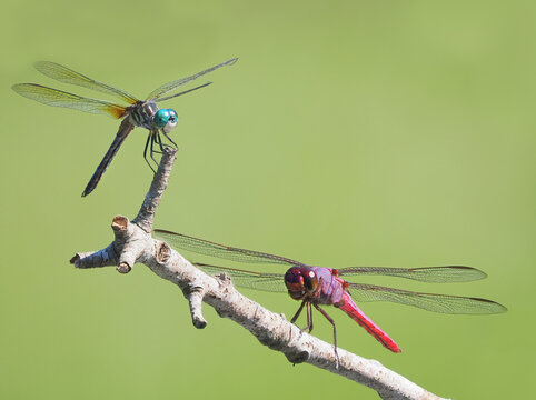 A Focus Stacked Close-up Image of a Roseate Skimmer and Blue Dasher Dragonfly Sharing a Perch