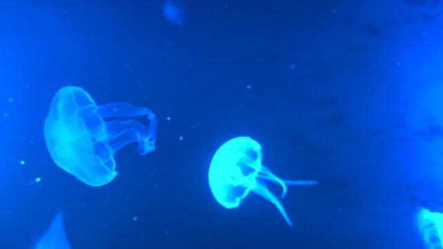 Jellyfish Swimming in Aquarium Underwater Marine Life Footage