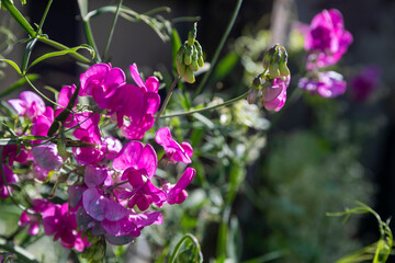 Obraz premium Vibrant pink sweet pea flowers blooming in a sunny garden setting.