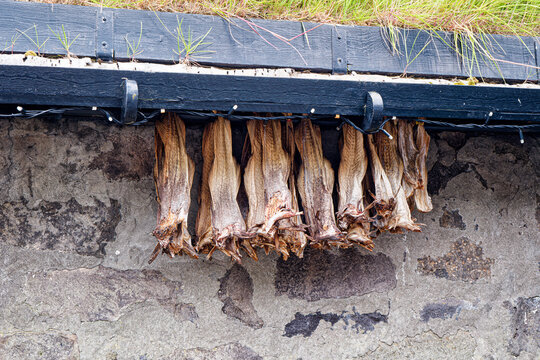 Traditional Faroese Wind-Dried Fish