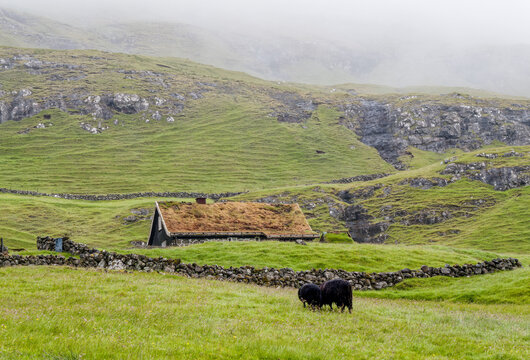 Grazing Sheep and Turf-Roofed Farmhouse in Saksun