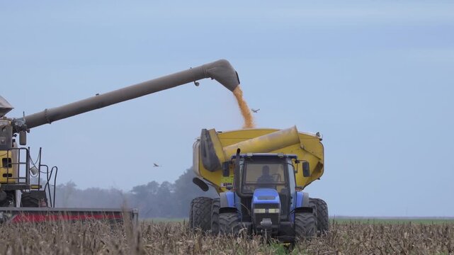 Traspaso granos desde trilladora a tolva de tranporte ma&iacute;z, en campo argentino