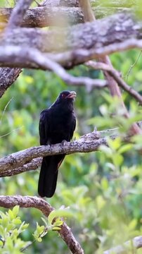 Male Asian Koel (Eudynamys scolopaceus) Perched on Tree Branch in Natural Habitat