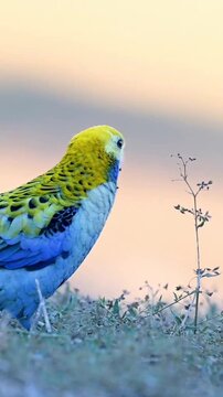 Colorful Eastern Rosella Parrot (Platycercus eximius) Foraging on Ground Outdoors