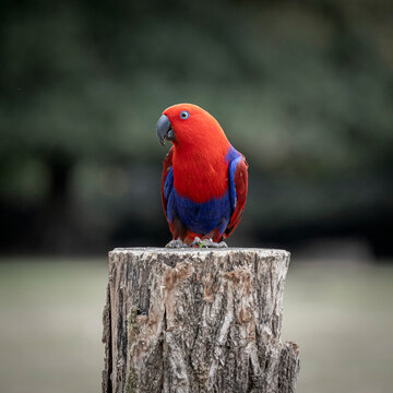 Une femelle grand eclectus perch&eacute;e sur un tronc