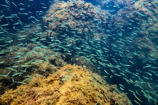 Banc de harengs ronds nains (Jenkinsia lamprotaenia) le long d'une paroi rocheuse couverte d'algues