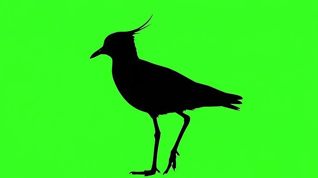 African lapwing bird standing alert on grassy field with open sky background for wildlife photography
