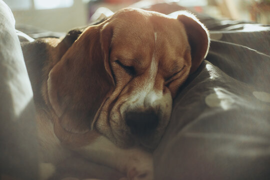Cute sleeping dog muzzle close up, tired beagle puppy face squeezed in cozy grey blanket, macro shot of peaceful sleeping pet companion