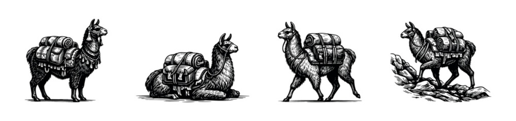Fototapeta premium Black and white vector illustration of llamas with backpacks in various poses