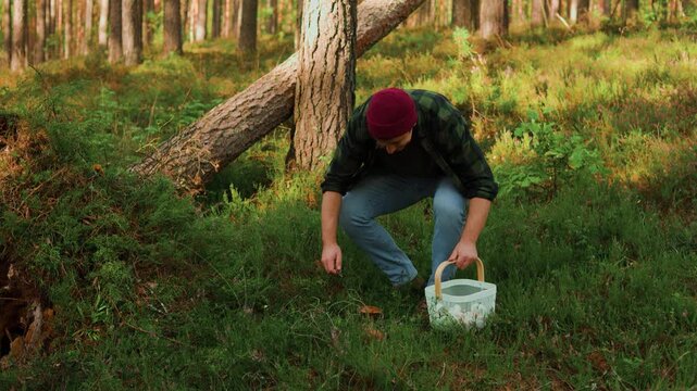 Man foraging wild mushrooms in a sunny autumn forest. He picks birch boletes, Leccinum scabrum, and places the fresh harvest into a basket. High quality 4k footage