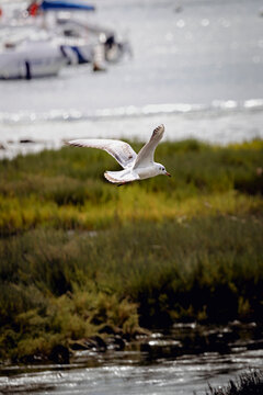Une mouette volant au dessus de l'eau