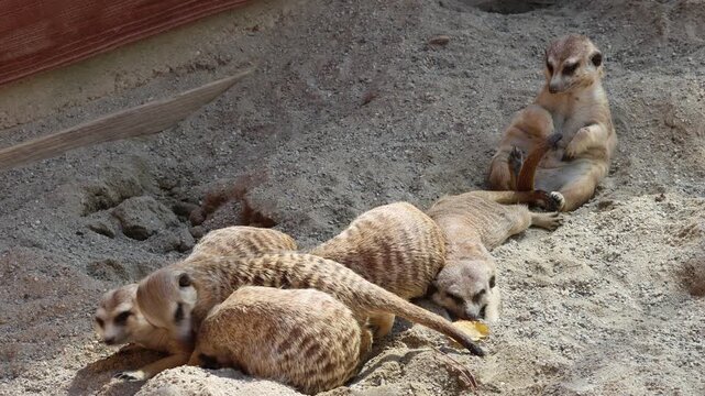 Groupe de suricates (Suricata suricatta) se reposant ensemble sur le sable