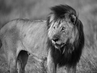 Majestic Adult Male African Lion Standing in Profile Showing Big Mane © TECHUB