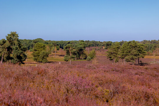 Purple flowers Calluna vulgaris (Heather, Ling) The sole species in genus of Calluna, Ericaceae family, De Cokse Heide in Afferden village, North Limburg, Lies about southeast of Nijmegen, Netherlands
