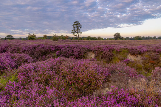 Nature landscape, Flowering Calluna vulgaris (heide, ling, or simply heather) Purple flowers field with sunrise light, Balloerveld is a hamlet in the municipality of Aa en Hunze, Drenthe, Netherlands.