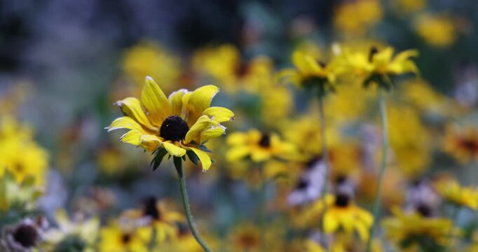 Fleurs jaunes de rudbeckia ondulant doucement dans le vent