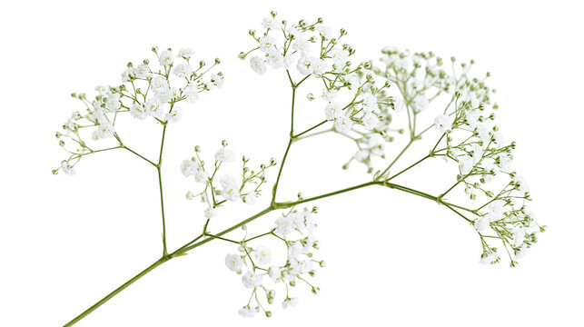 Isolated delicate white baby's breath flowers blooming on slender green stems, elegant floral botanical.