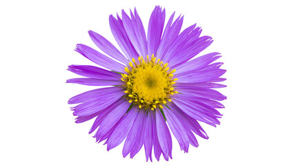 Fototapeta premium Isolated single vibrant purple aster flower with bright yellow center, beautiful blossom