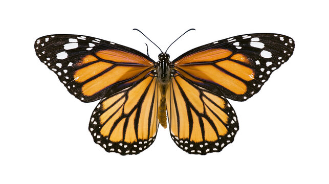 Isolated monarch butterfly showing intricate wing patterns, vibrant orange, black, and white markings