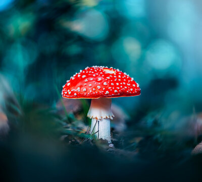 Fly agaric mushroom (Amanita muscaria) on autumn forest floor, beautiful dramatic macro photo with vivid red cap, white spots, teal background, and shallow depth of field