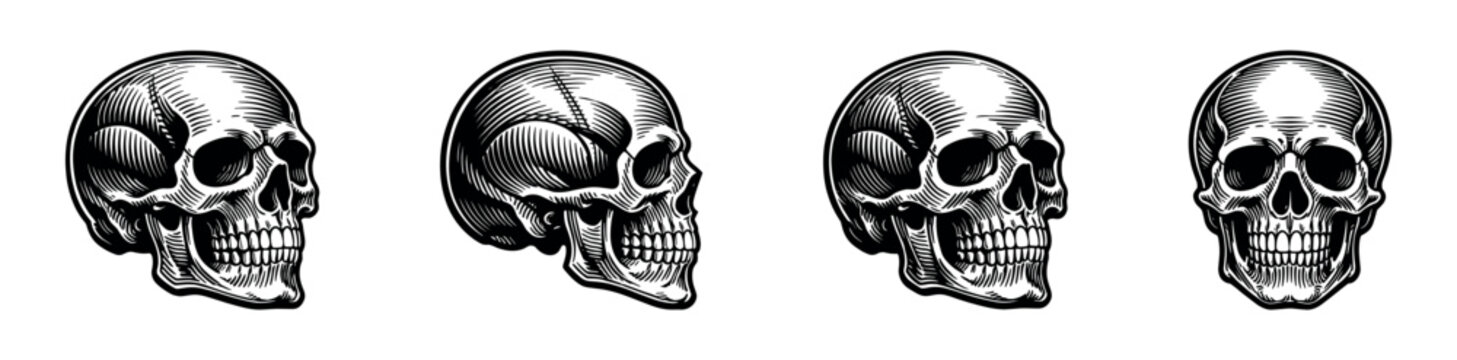 Vintage skull illustrations set black and white vector art collection