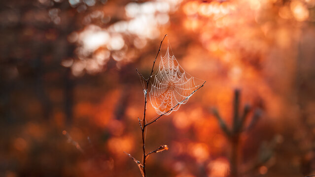 Dew-covered spider web on twig in autumn forest, beautiful macro photo with warm orange bokeh, golden backlight, shallow depth of field, and intricate silk details