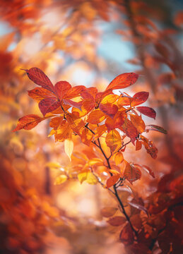 Orange autumn tree leaves glowing in warm sunlight, beautiful dreamy macro photo with golden bokeh, teal background, shallow depth of field, and colorful fall foliage