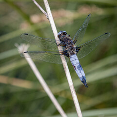 Une grosse libellule bleue sur une brindille © Vincent