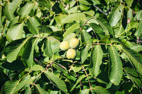 Detailed closeup of green walnuts ripening on a branch with a soft blurred background on a farm.