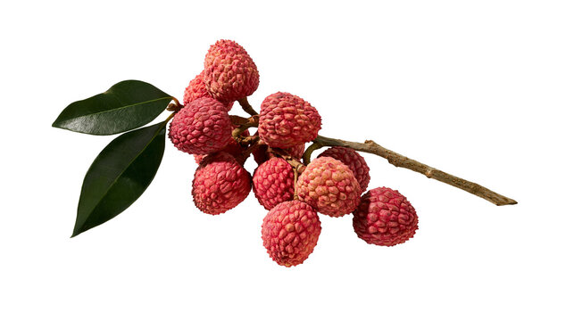 Isolated fresh lychee fruit branch with vibrant green leaves, ripe and delicious tropical produce