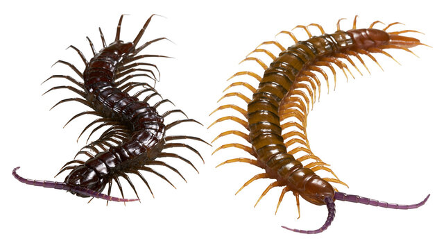 Isolated two large centipedes, one dark brown and one orange, displaying segmented bodies