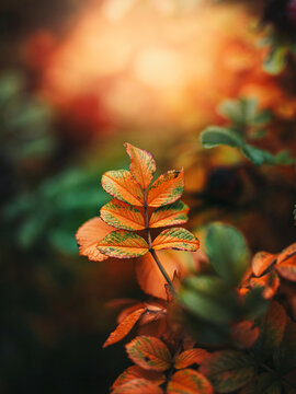 Orange rose leaves (Rosa rugosa) glowing in autumn light, beautiful moody macro photo with warm golden bokeh, shallow depth of field, and colorful fall foliage