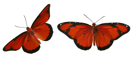 Isolated pair of vibrant red butterflies with striking black details on delicate wings © Andrei