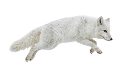 Dynamic arctic fox leaping through the air isolated against a clean white background studio shot © Peter