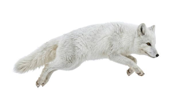 Dynamic arctic fox leaping through the air isolated against a clean white background studio shot