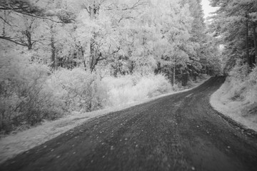 Nature scene captured with infrared filter on a road surrounded by trees and plants in a forested area © thomasmales