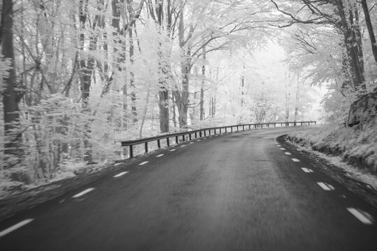 Nature scene showing a winding road through trees captured with an infrared filter